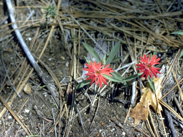 Silene hookeri (Hooker's silene) #2791