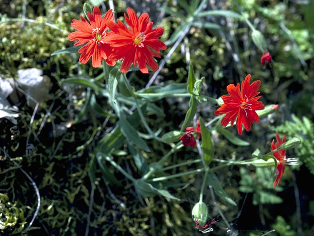 Silene hookeri (Hooker's silene) #2792