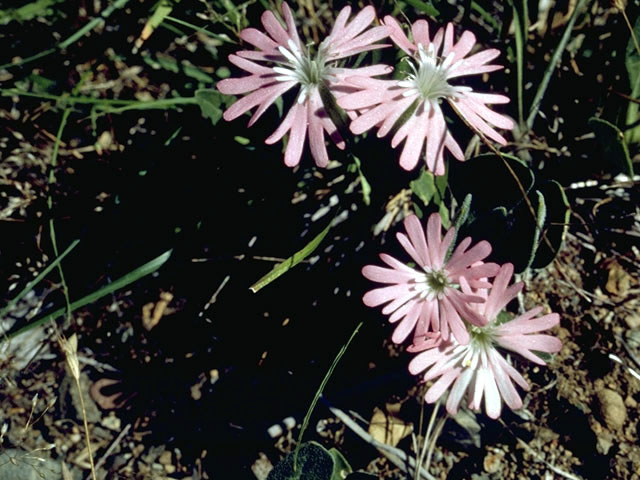 Silene hookeri (Hooker's silene) #2794