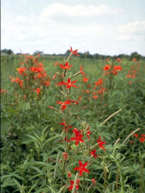 Silene regia (Royal catchfly) #2801