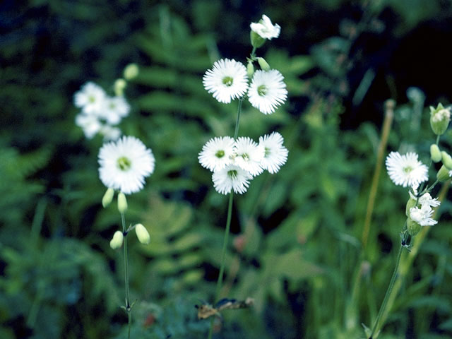 Silene stellata (Widow's frill) #3