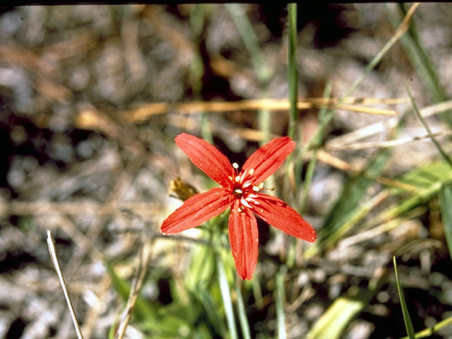 Silene subciliata (Prairie-fire pink) #5