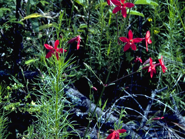 Silene subciliata (Prairie-fire pink) #6