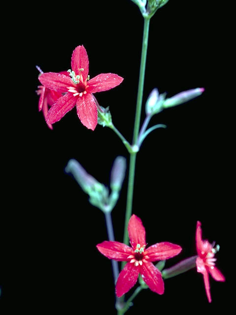 Silene subciliata (Prairie-fire pink) #7