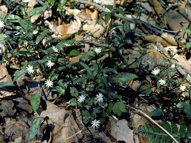 Stellaria pubera (Star chickweed) #2893