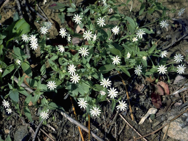 Stellaria pubera (Star chickweed) #2894