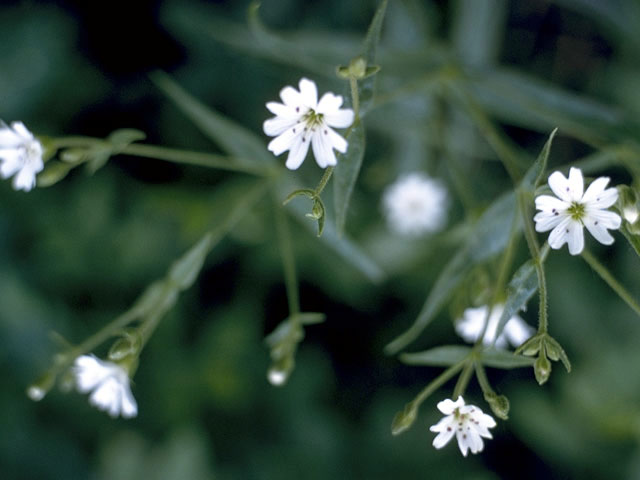 Stellaria pubera (Star chickweed) #2895