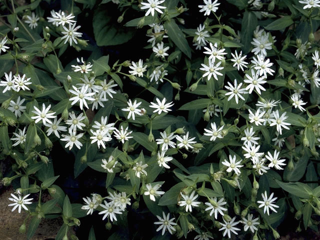 Stellaria pubera (Star chickweed) #2896