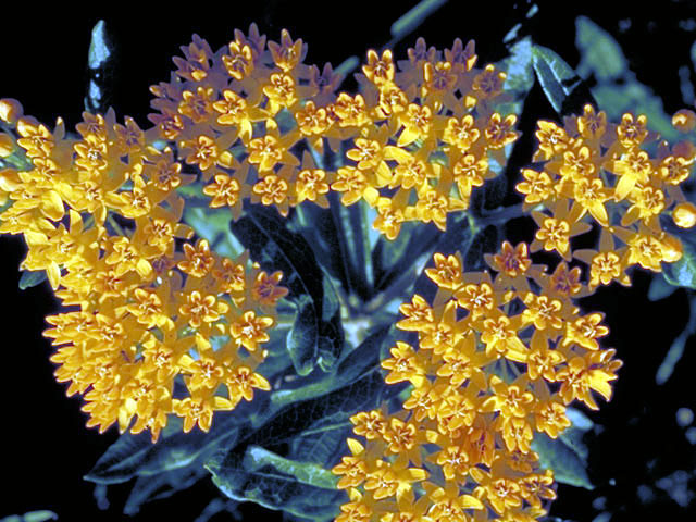 Asclepias tuberosa (Butterflyweed) #2925