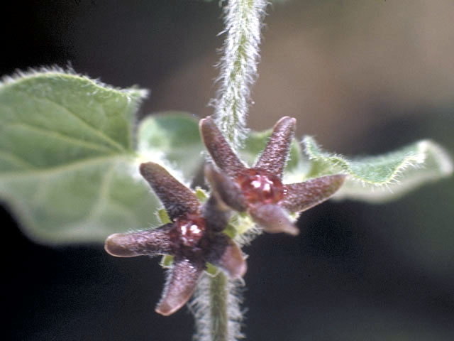 Matelea biflora (Star milkvine) #2805