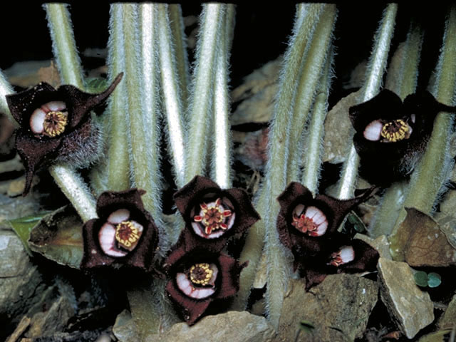 Asarum canadense (Canadian wild ginger) #2819