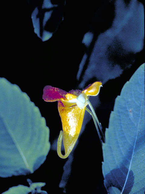 Impatiens capensis (Jewelweed) #2980