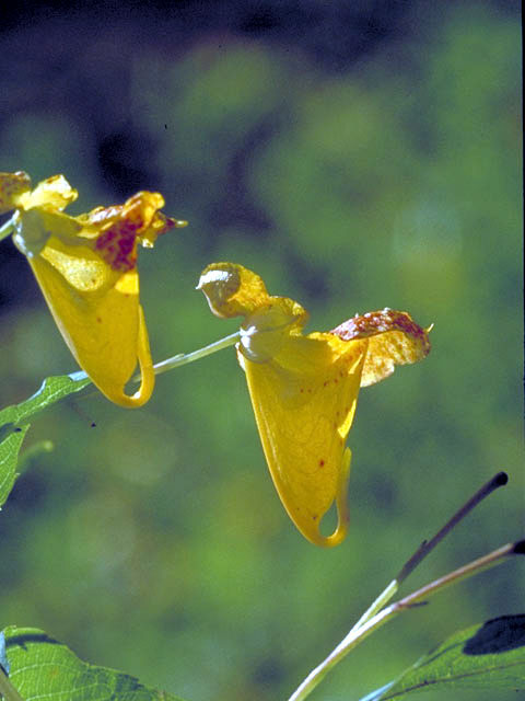 Impatiens capensis (Jewelweed) #2982