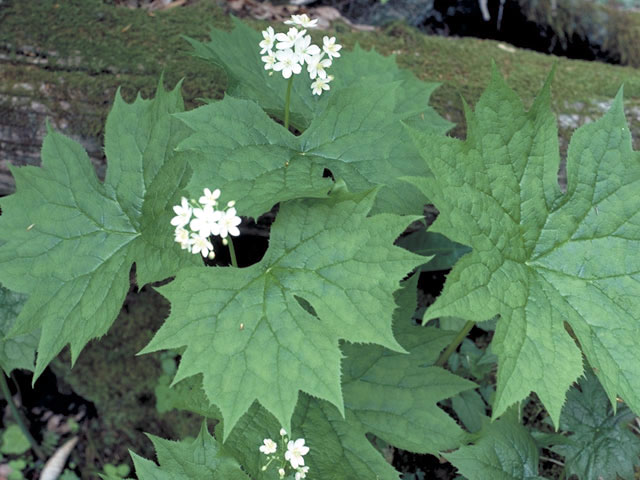 Diphylleia cymosa (American umbrellaleaf) #3007