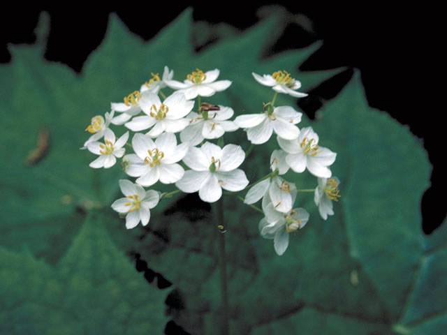 Diphylleia cymosa (American umbrellaleaf) #3008