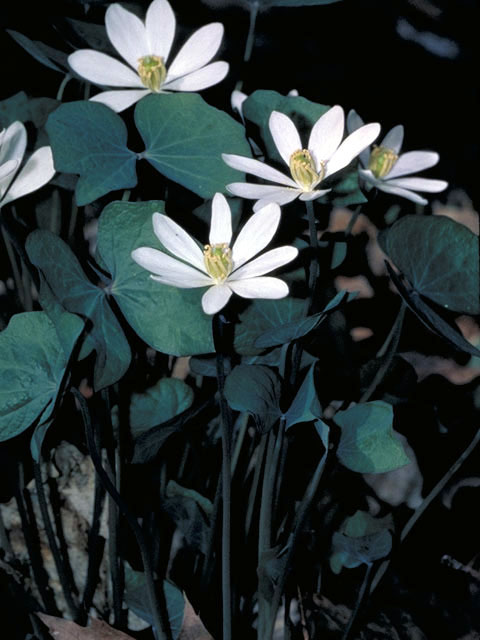 Jeffersonia diphylla (Twinleaf) #3010