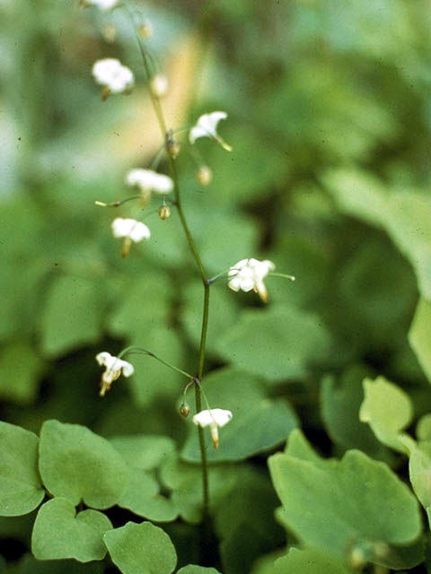 Vancouveria hexandra (White insideout flower) #3033