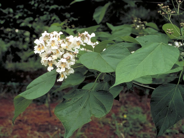 Catalpa speciosa (Northern catalpa) #3058