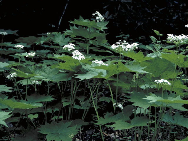 Diphylleia cymosa (American umbrellaleaf) #3063