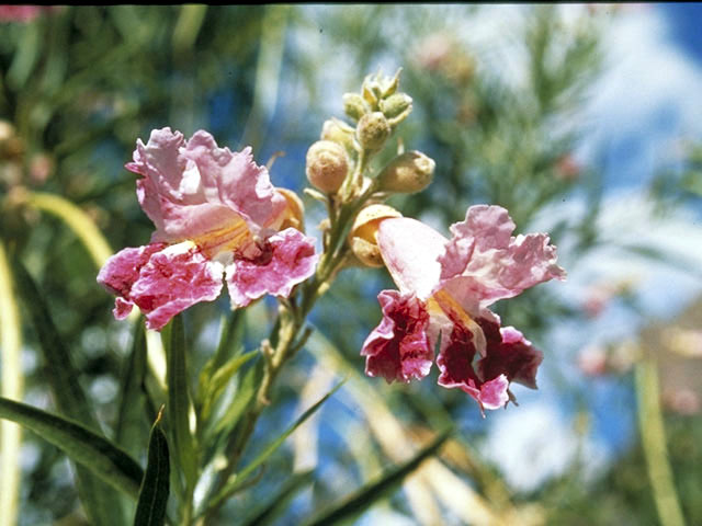 Chilopsis linearis (Desert willow) #3064