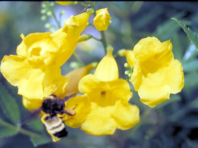 Tecoma stans (Yellow bells) #3070