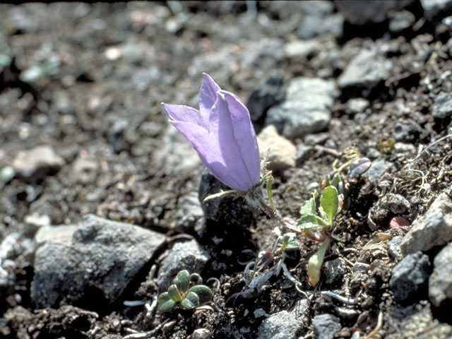 Campanula lasiocarpa (Mountain harebell) #3083