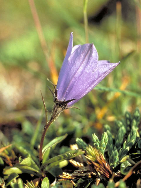 Campanula lasiocarpa (Mountain harebell) #3084