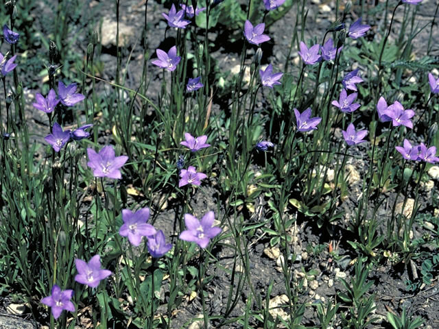 Campanula parryi (Parry's bellflower) #3085