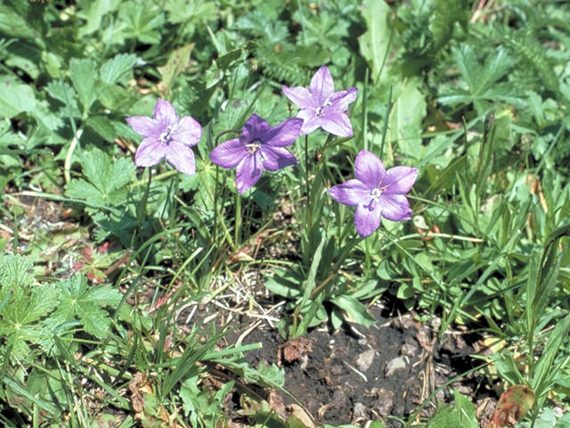 Campanula parryi (Parry's bellflower) #3087