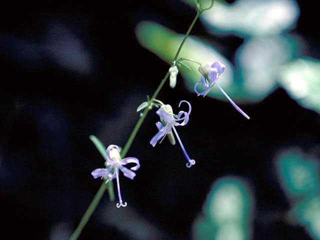 Asyneuma prenanthoides (California harebell) #3090