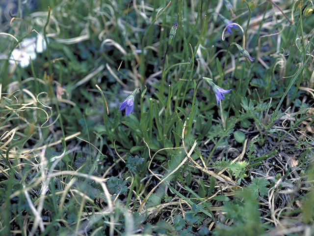 Campanula uniflora (Arctic bellflower) #3112