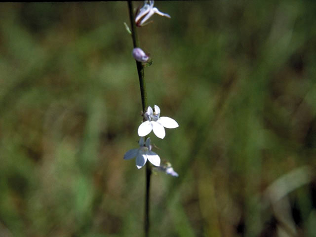 Lobelia appendiculata (Pale lobelia) #3119