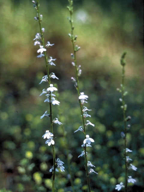 Lobelia appendiculata (Pale lobelia) #3120