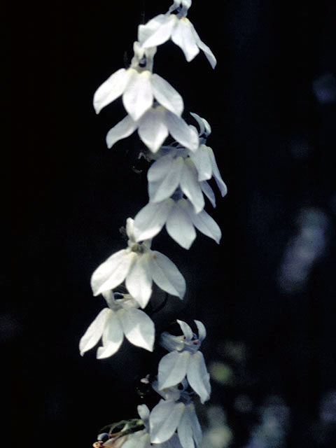 Lobelia appendiculata (Pale lobelia) #3121