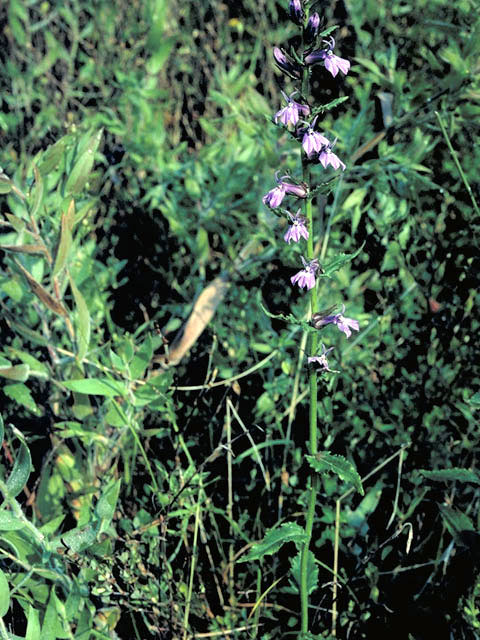 Lobelia puberula (Downy lobelia) #3145