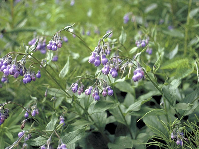 Mertensia paniculata (Tall bluebells) #3194