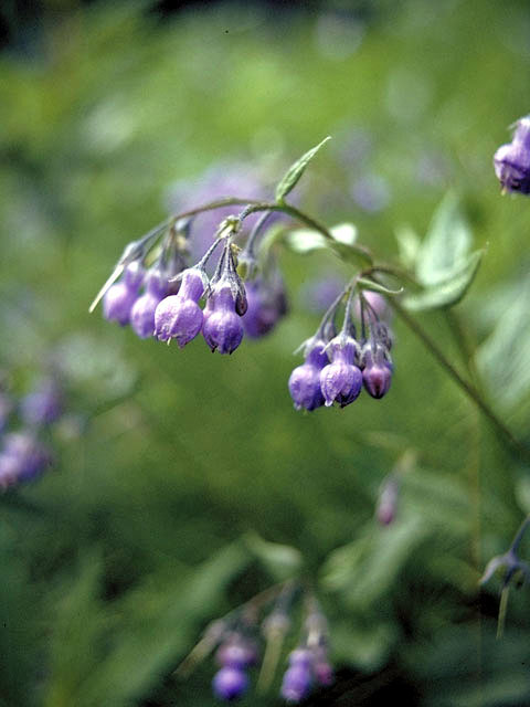 Mertensia paniculata (Tall bluebells) #3195