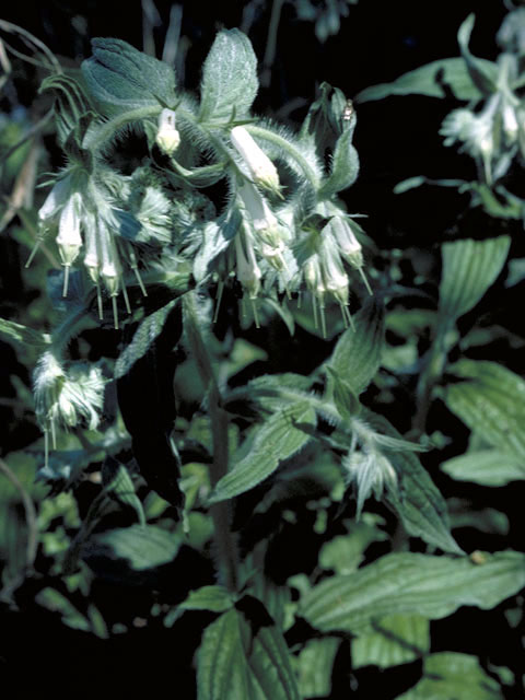 Onosmodium bejariense var. bejariense (Soft-hair marbleseed) #3226