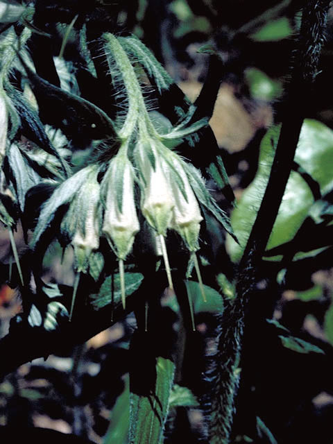 Onosmodium bejariense var. bejariense (Soft-hair marbleseed) #3228