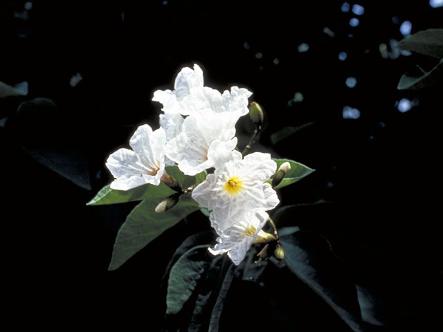 Cordia boissieri (Mexican olive) #3256