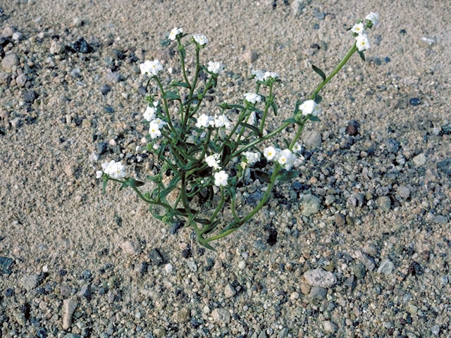 Cryptantha palmeri (Palmer's cryptantha) #3261