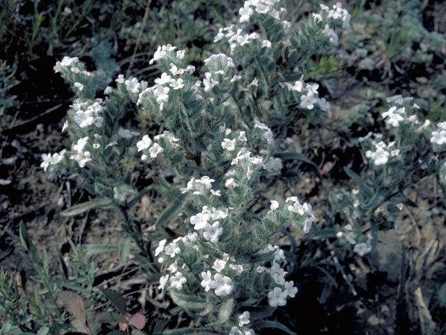 Cryptantha fulvocanescens (Tawny cryptantha) #3265