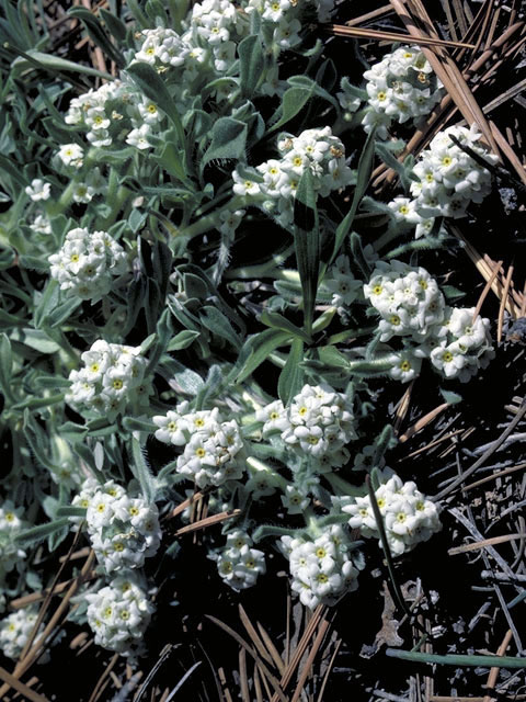 Cryptantha fulvocanescens (Tawny cryptantha) #3266