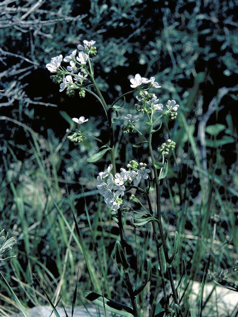 Cryptantha intermedia (Clearwater cryptantha) #3267