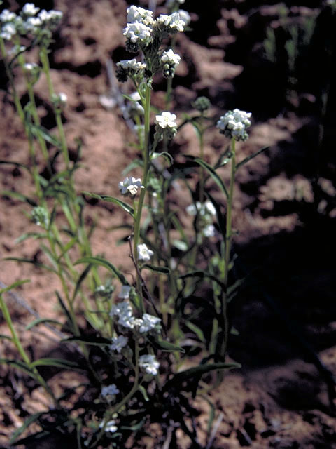 Cryptantha longiflora (Longflower cryptantha) #3271