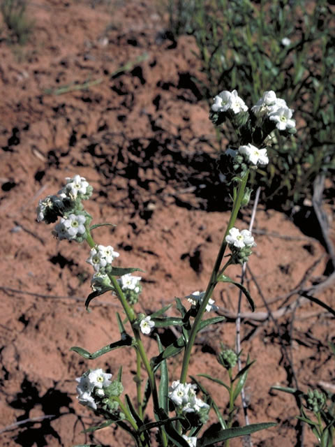 Cryptantha longiflora (Longflower cryptantha) #3272