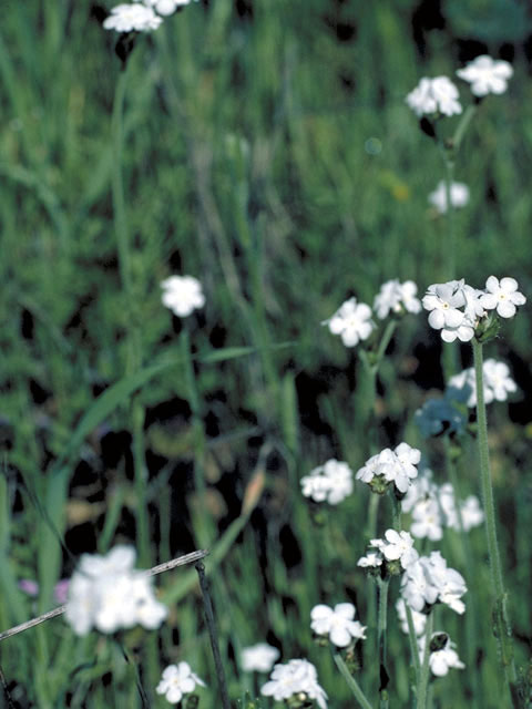 Cryptantha micromeres (Pygmyflower cryptantha) #3273