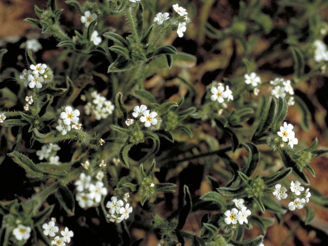 Cryptantha minima (Little cryptantha) #3274