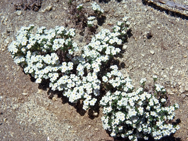 Cryptantha roosiorum (Bristlecone cryptantha) #3276