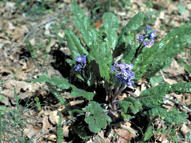 Cynoglossum grande (Pacific hound's tongue) #3278